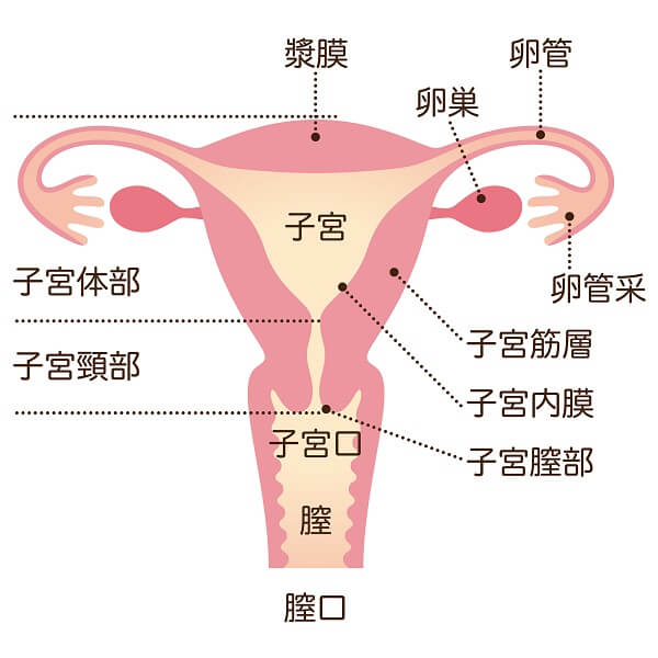 助産師監修 子宮外妊娠の症状は 治療するには手術をするの